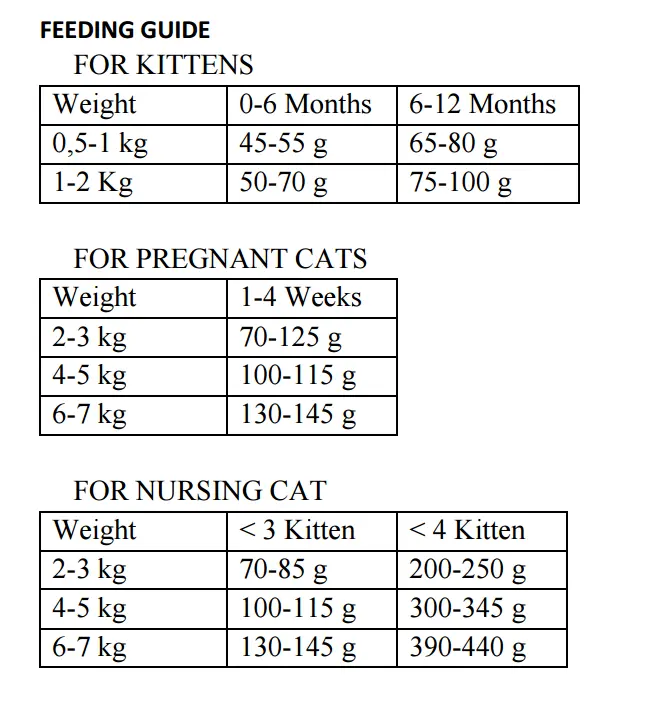 kitten fish 2.webp