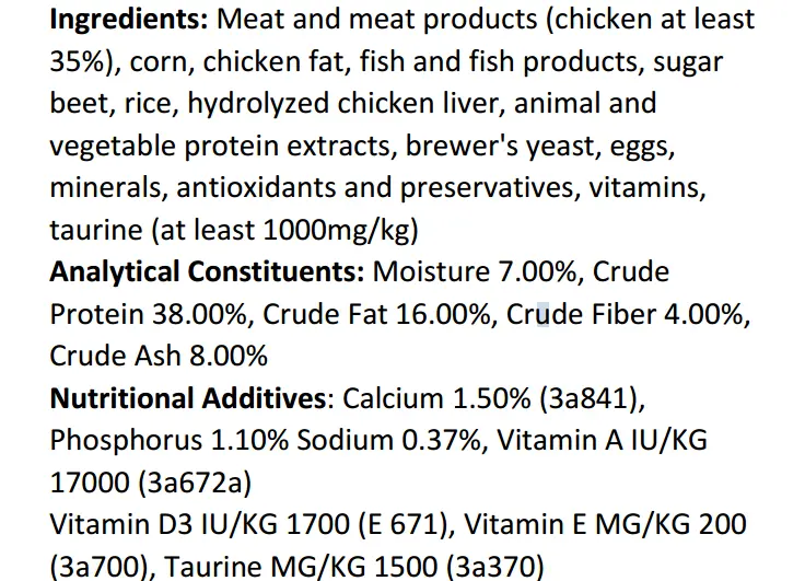 kitten chicken 1.webp