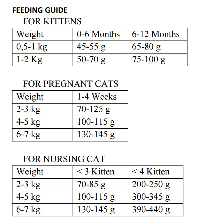 kitten chicken 2.webp